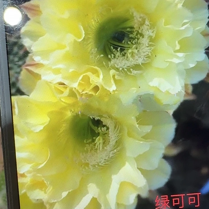 绿可可侧芽4公分彩草