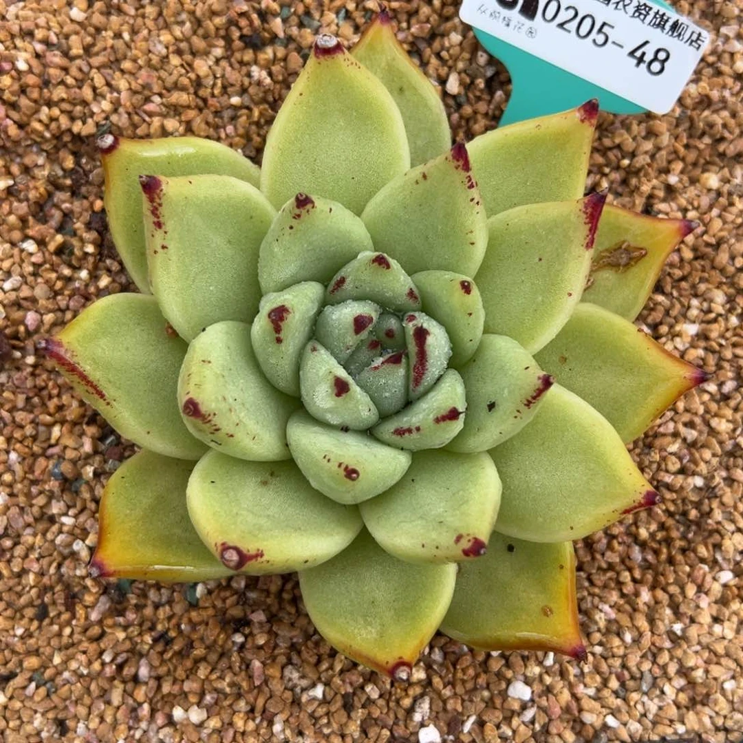多肉一物一拍0205-48