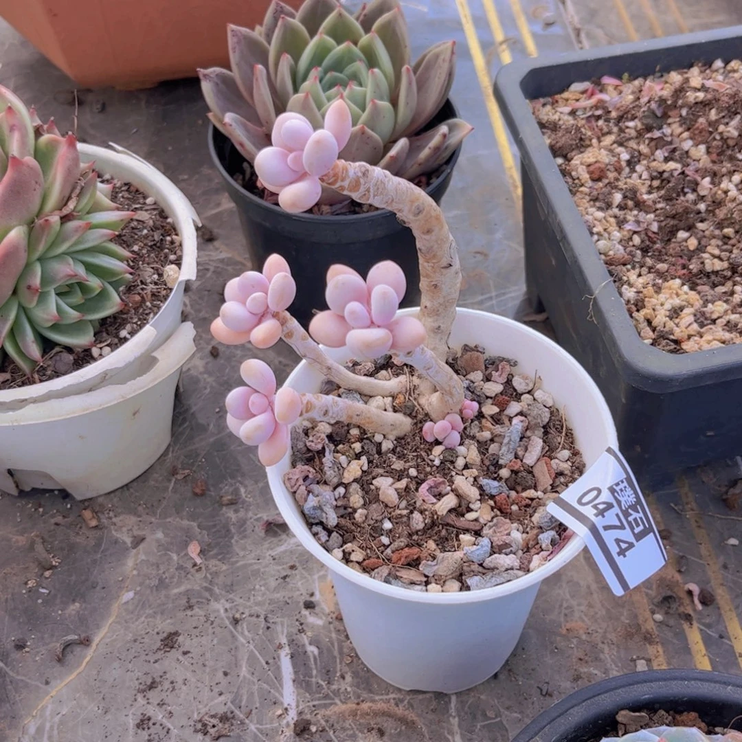 桃蛋多肉植物0474