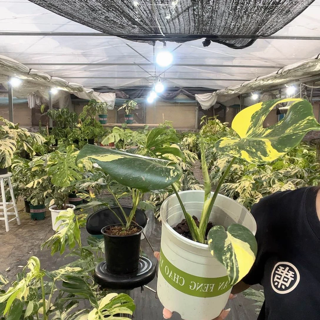 不开花植物柠檬泡泡