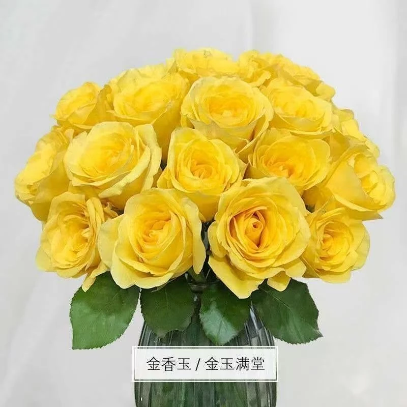金枝玉叶月季中苗 福利款
