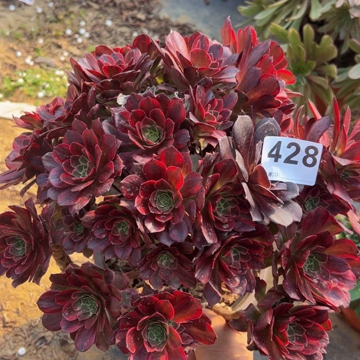 安娜多肉植物428