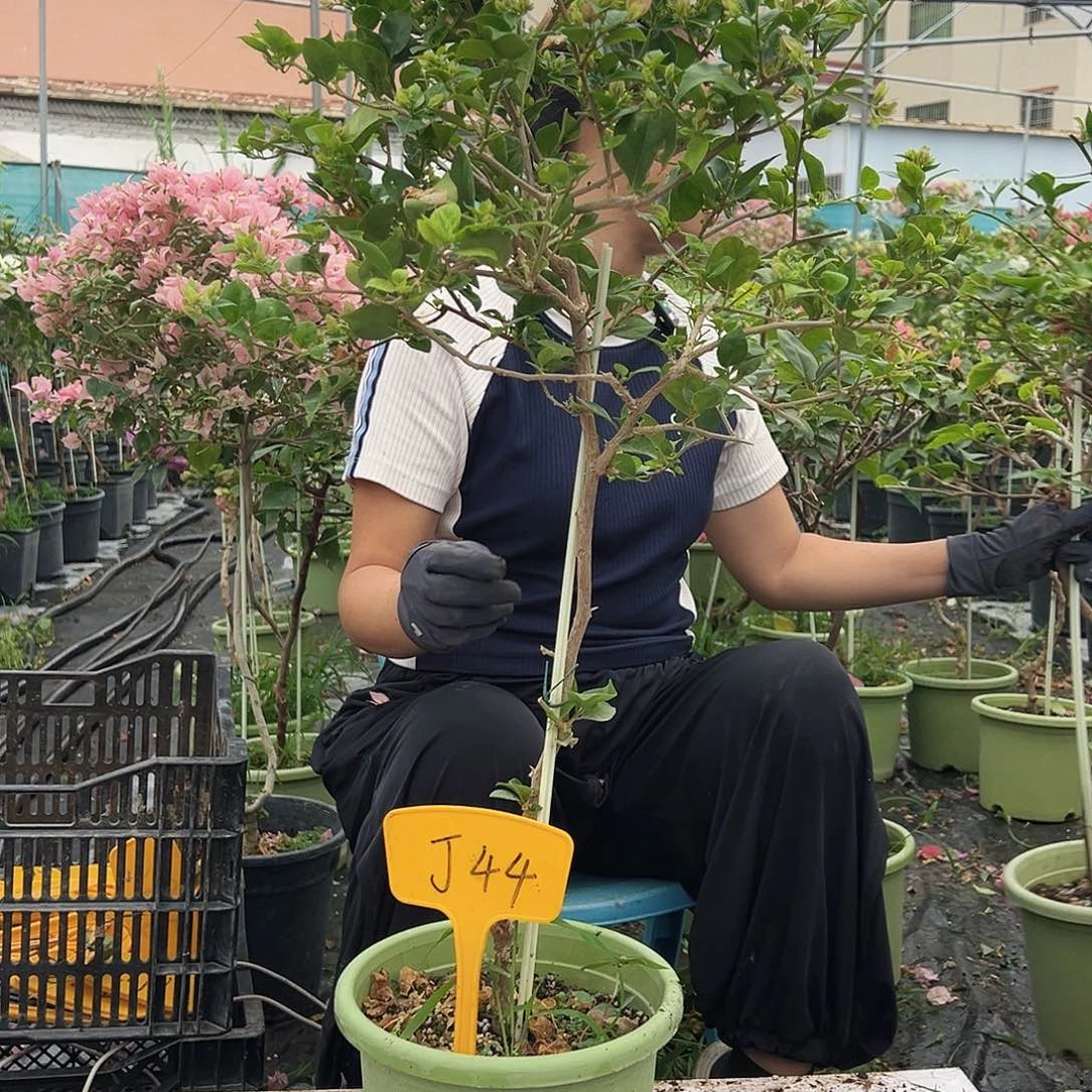 大部分花苞少量开放J44魔法樱花