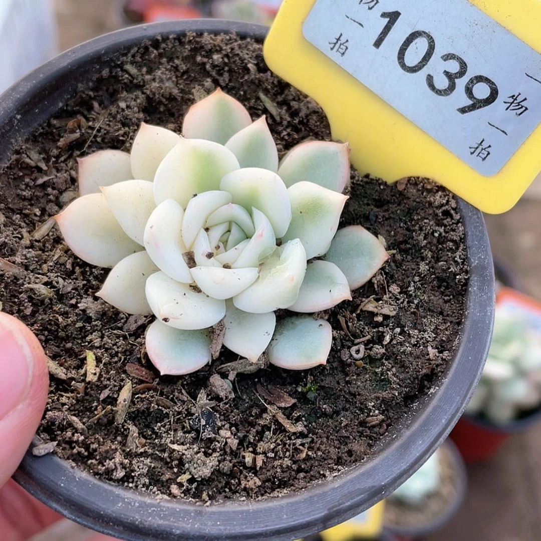 【闪购商品】1039号