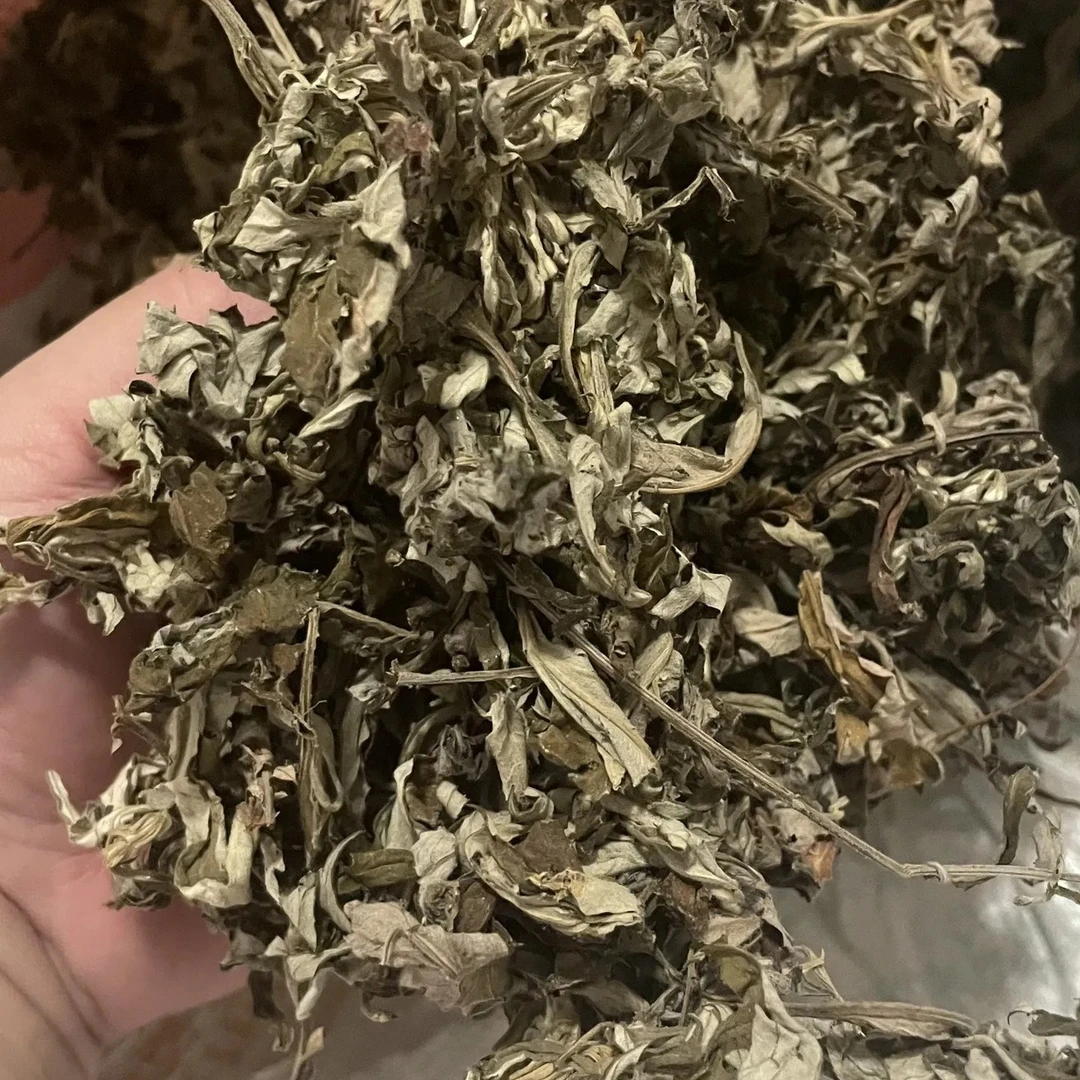 【艾叶】农村坡上采摘艾草叶煮水泡水