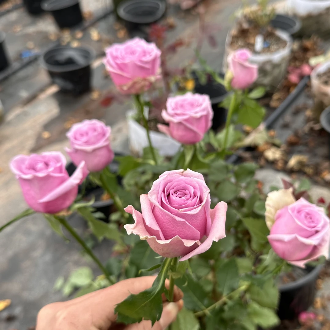 紫荆勋章 根接苗 匠人月季 玫瑰花 四季开花阳台盆栽植物