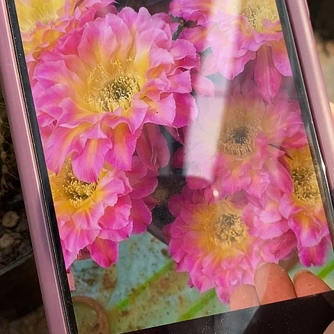 萤火虫仙人球，258900