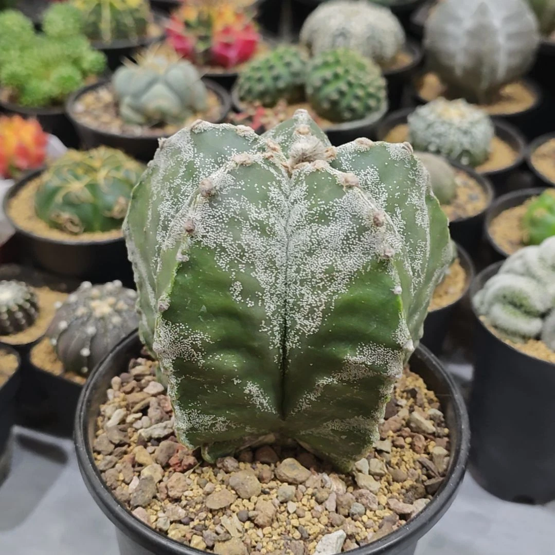 福利实生根龟甲银沙鸾凤玉