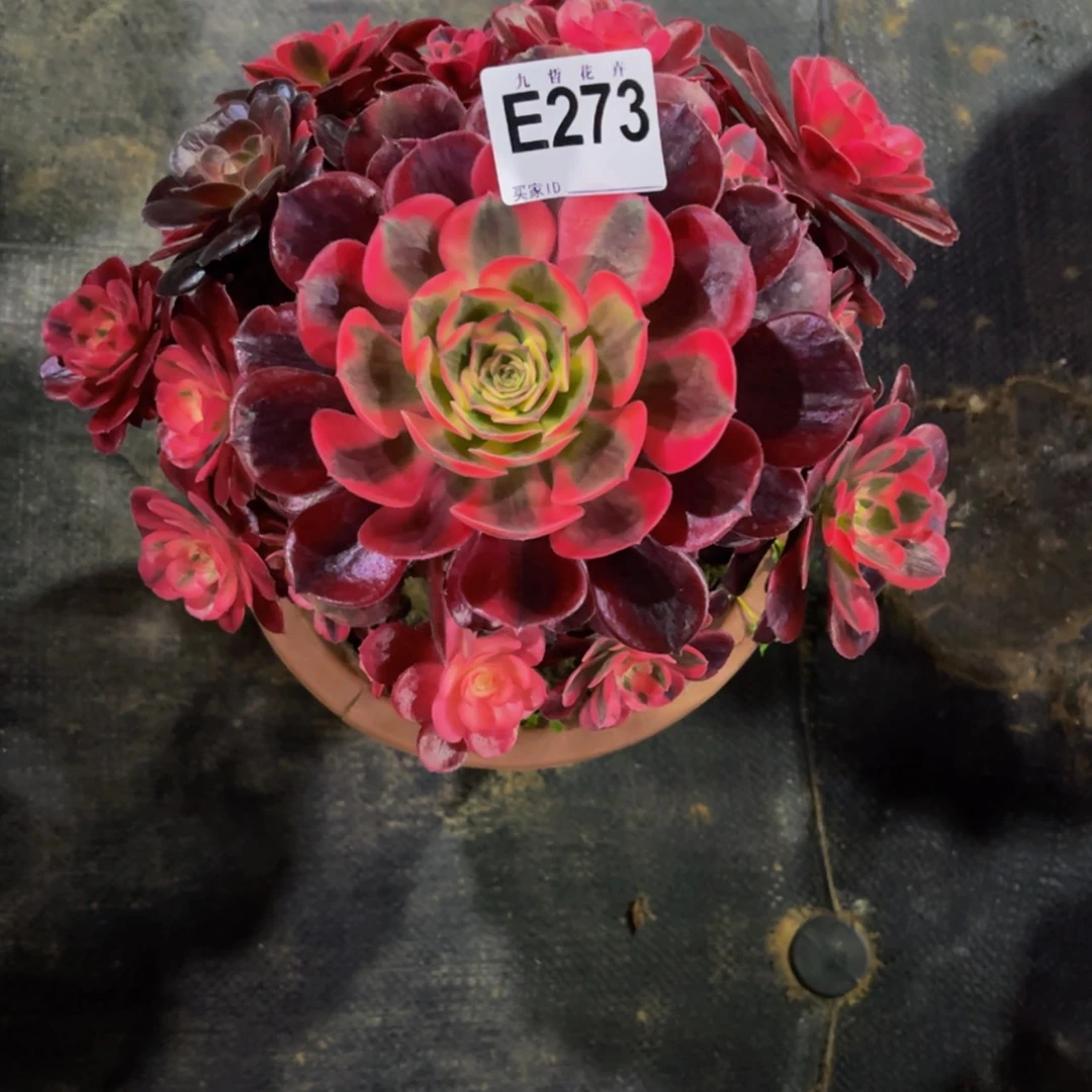 【闪购商品】27300