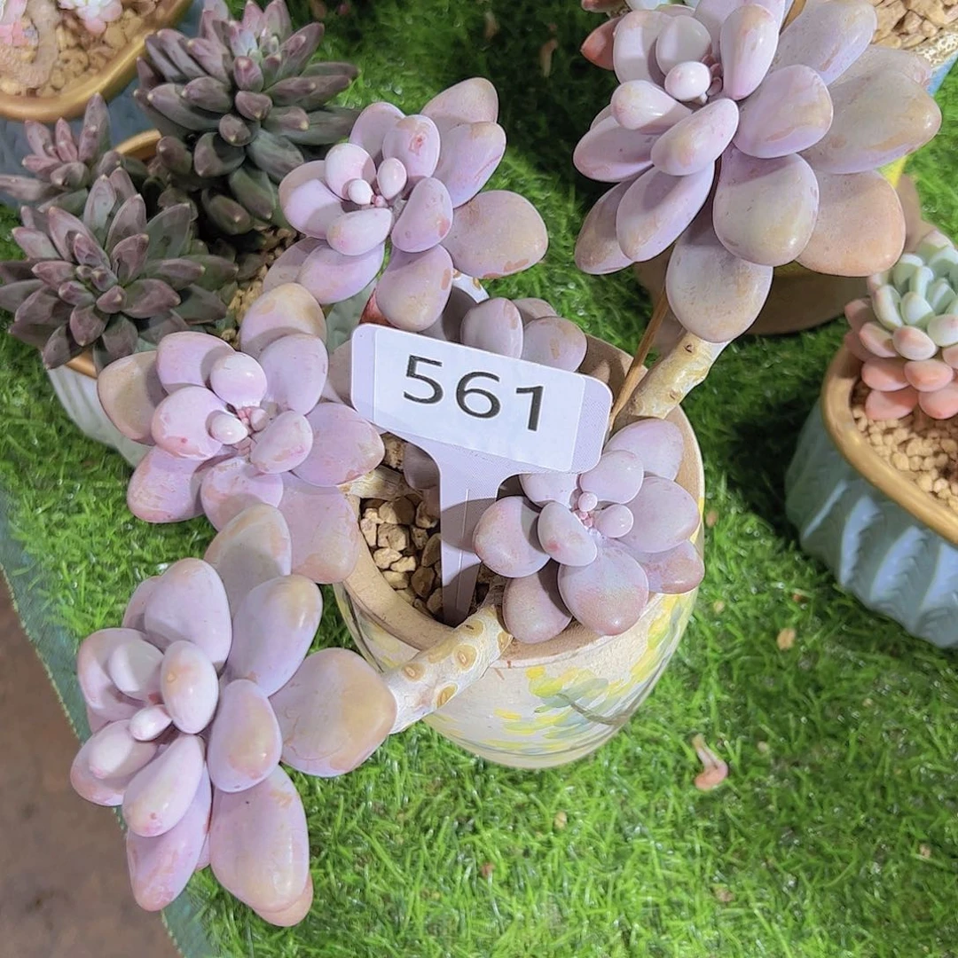 于*莎561桃蛋20元元元