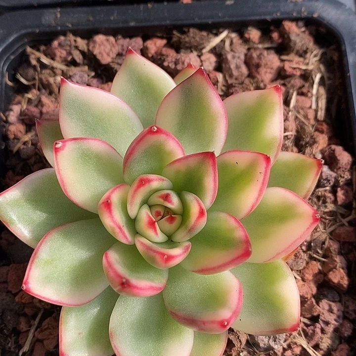 汉娜锦多肉植物多肉