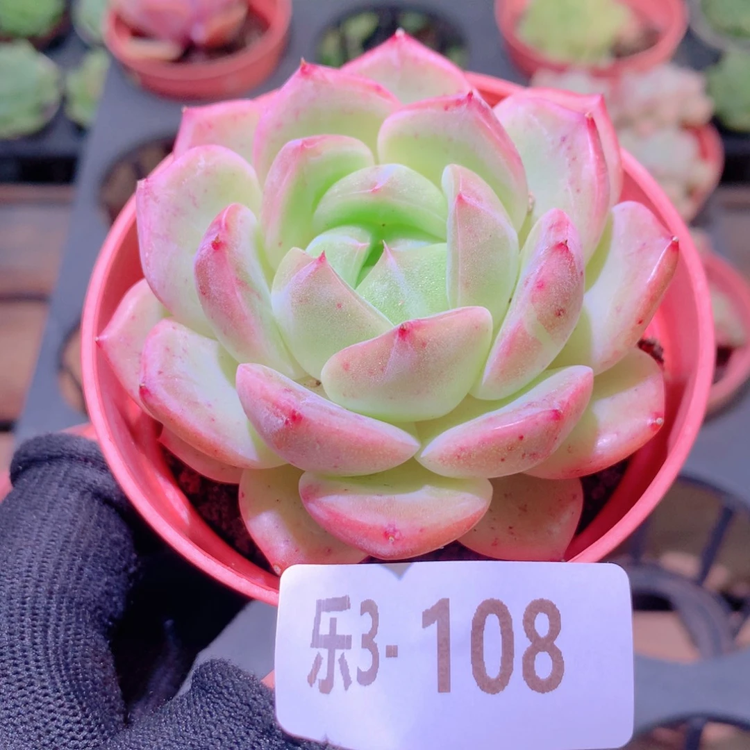 乐然 3-108 新品单头