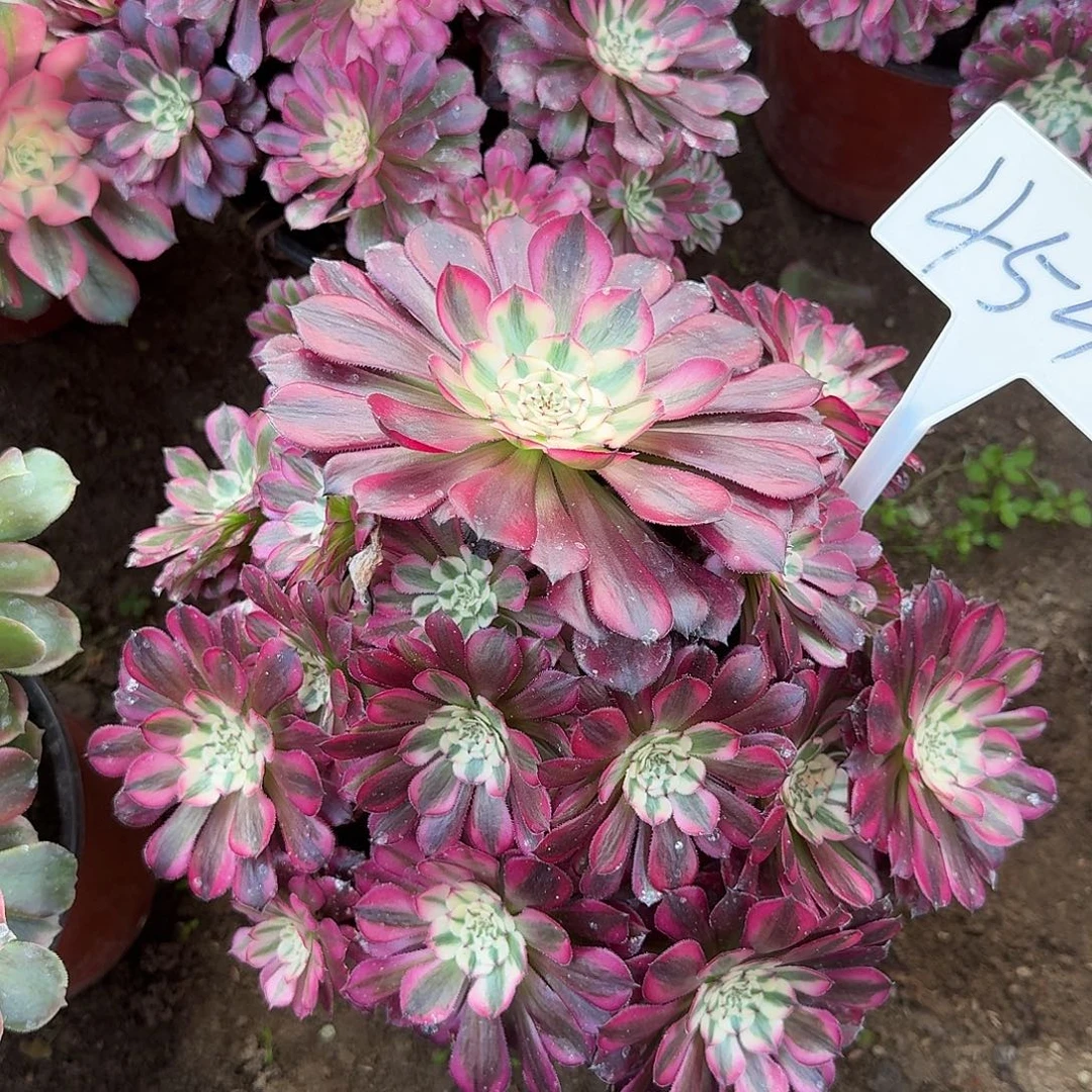 4544红铜超白多肉法师多肉