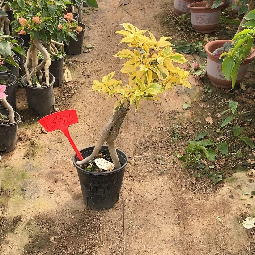 大部分开放少量花苞金边粉天使1388