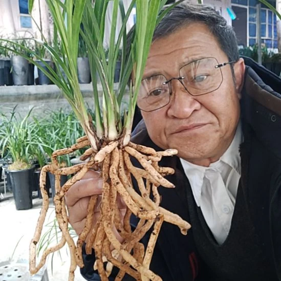 完全开放莲瓣兰石鼓大雪素