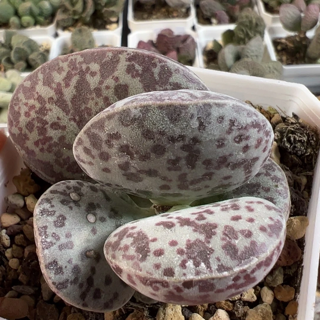 花蛋大母叶多肉植物水泡