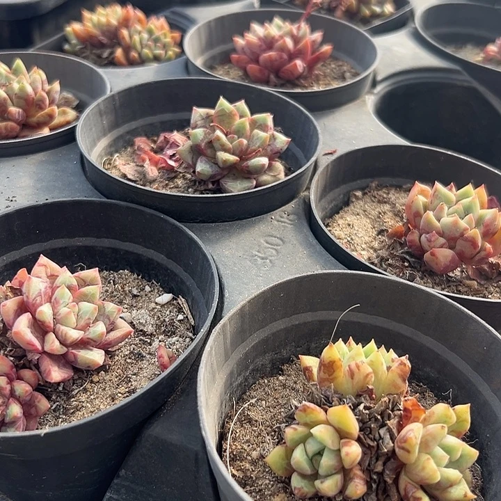 无花朵拐*牛血燕12颗专拍。