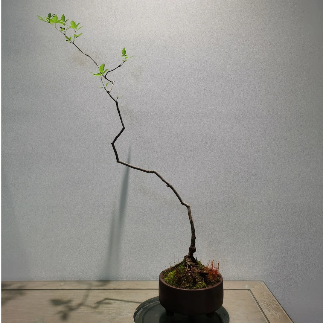 海岛黄荆.小叶崖荆.一物一拍