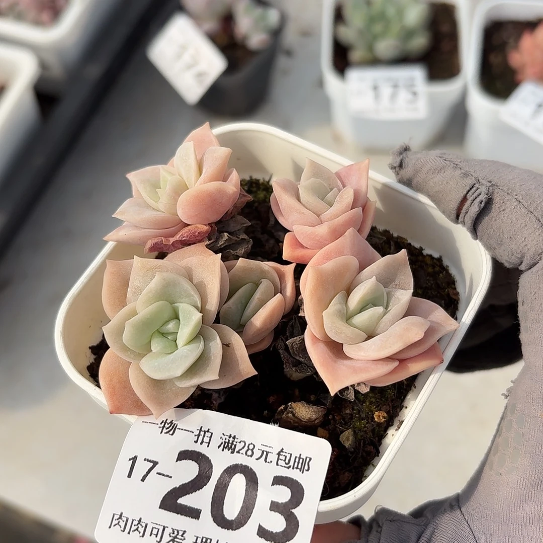 可爱不包整无盆土发货无