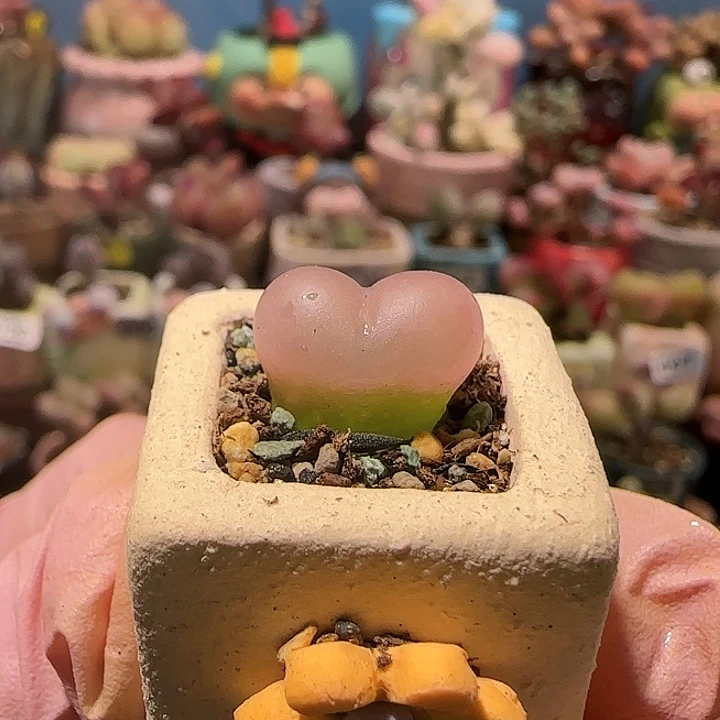 T可爱小蟠桃盆口1.5cm