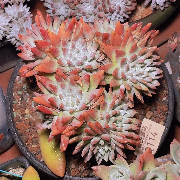 小鹿多肉一物一拍114