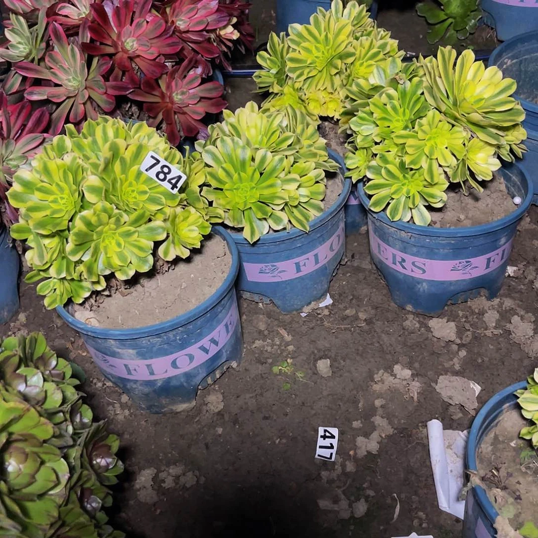 四盆法师13-38包邮法师