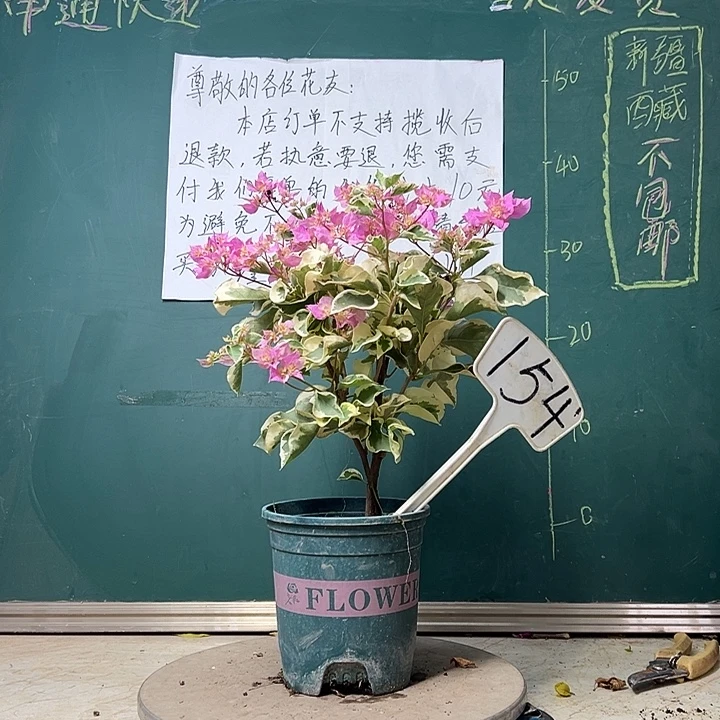 当前无花栽培后可以开花 斑叶重瓣粉  154
