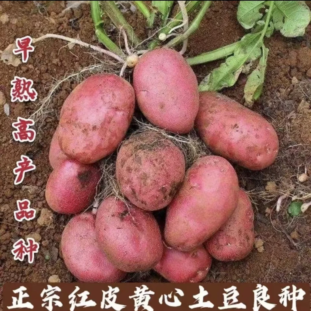 红皮土豆栽子10斤装【运输有磨损磕碰，不影响种植，介意慎拍】
