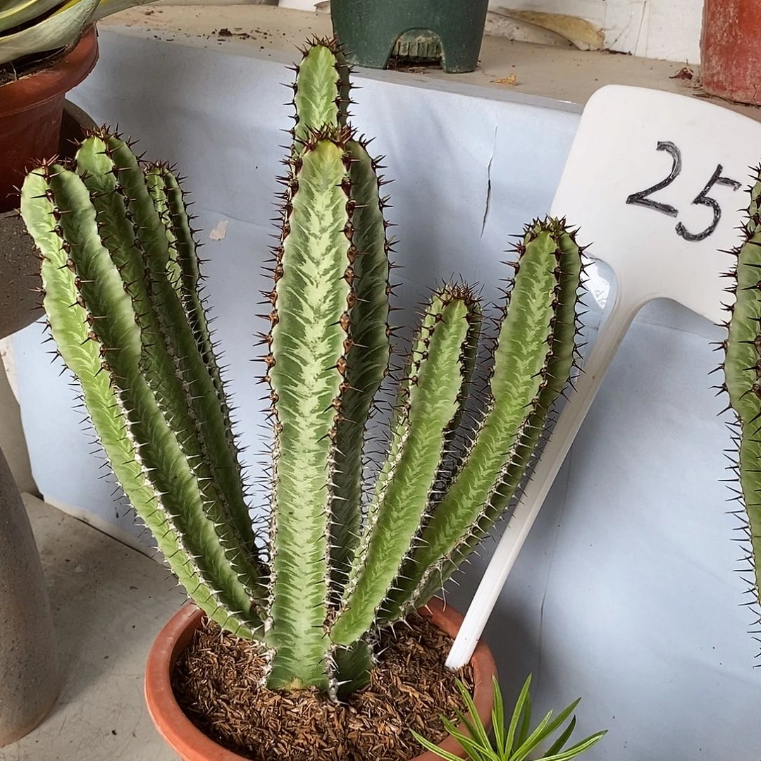 无花朵斑马柱一物一拍