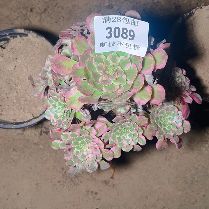 3089霁月多肉植物保护