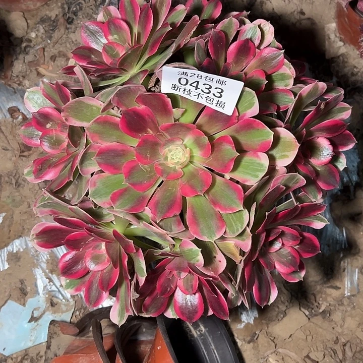 0433七彩石多肉植物