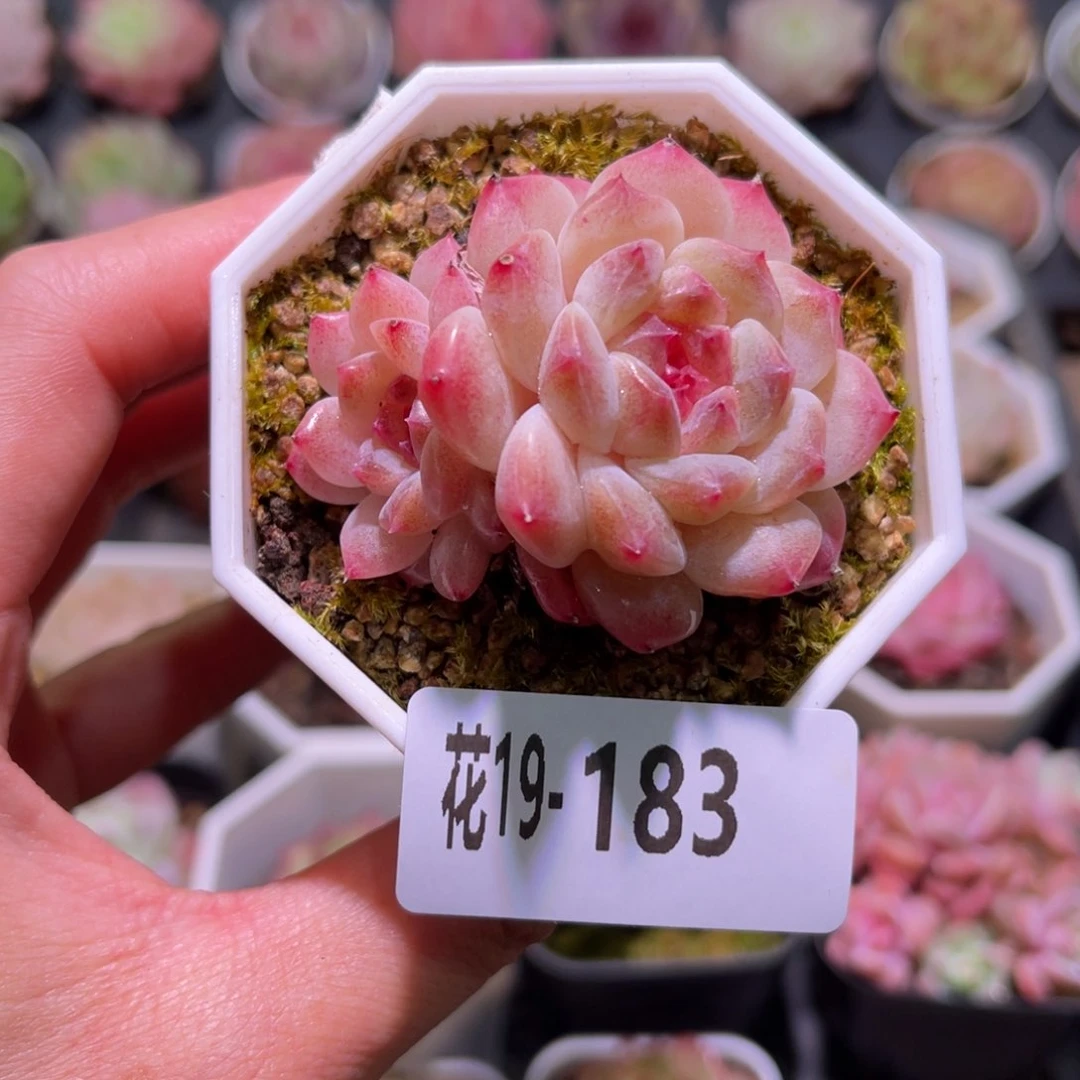 花利美19-183秘境冰魄