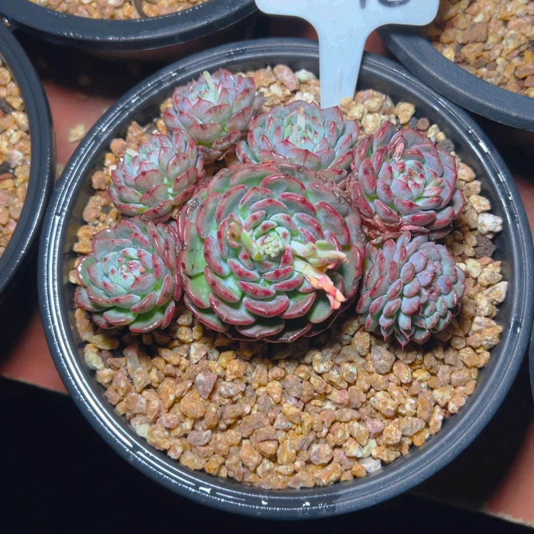 只****?白胖子缀2148号一物一拍