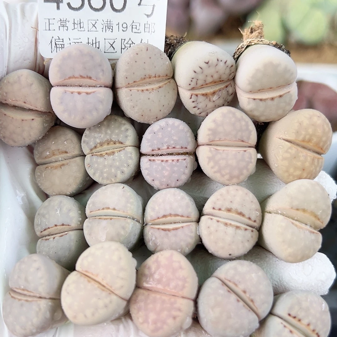 4360 好养易活生石花大母本20个1.5cm左右