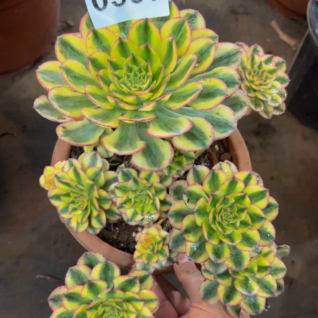 0597多肉植物太阳神