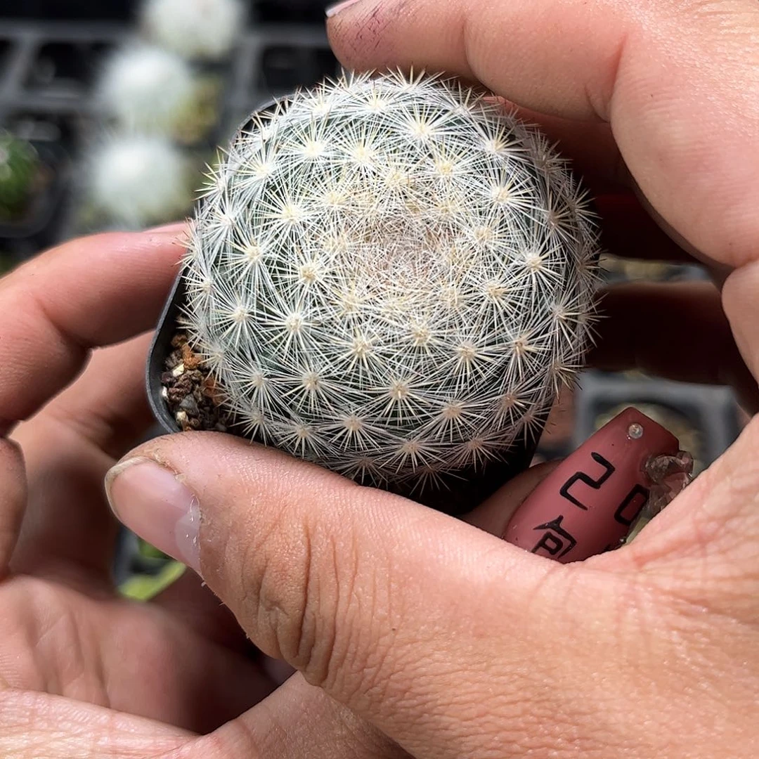 满月单头发货单头发