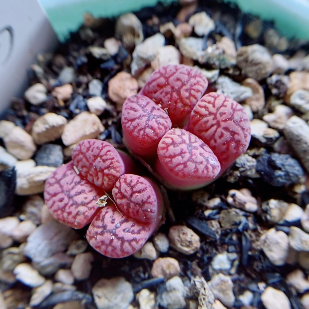 生石花花花花花花23