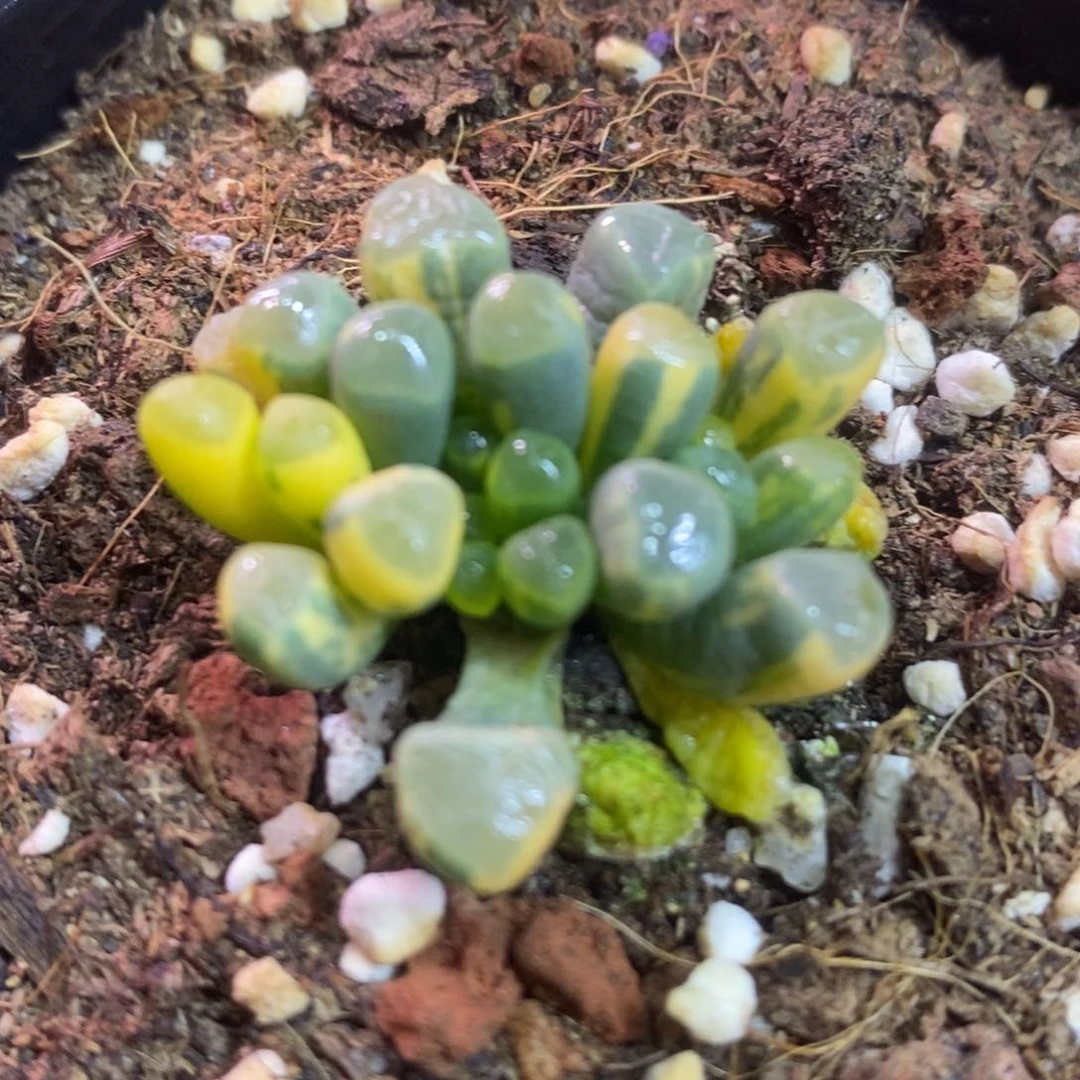 1040多肉植物 多肉植物