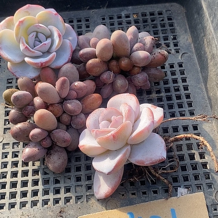 *****无花朵2421号一物一拍雪莲