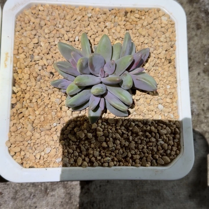 企鹅新号福利价哦