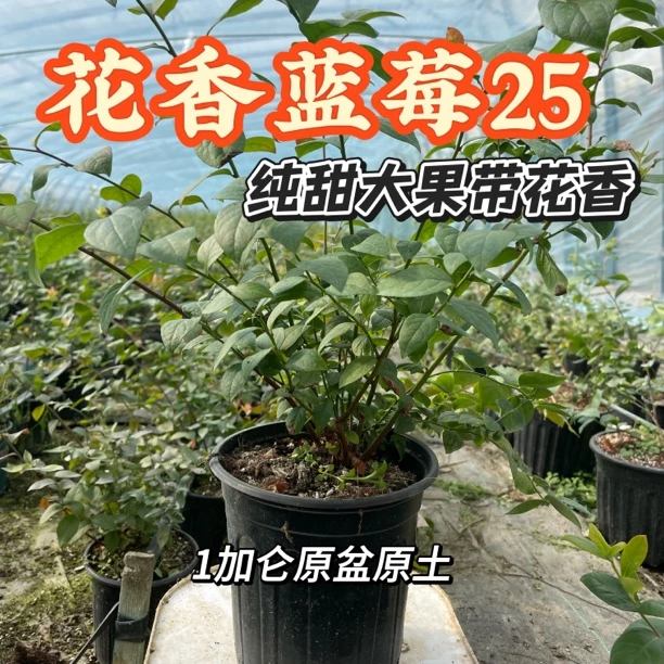 【一加仑开业福利】花香25脆甜大果高产F6南北方均可种植