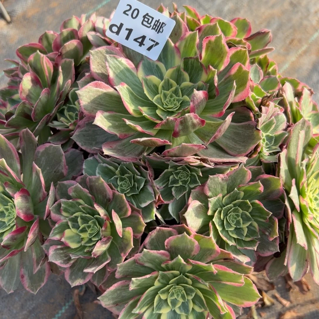 147水蜜桃，多肉法师说