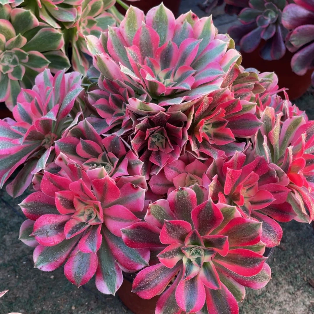 974粉女巫精品法师老桩