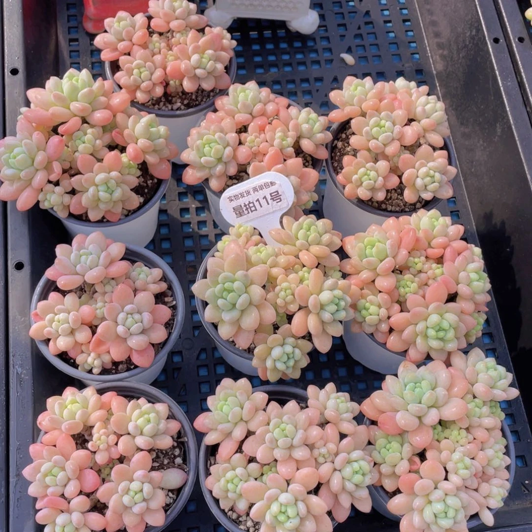 量拍11号鱼子酱多头老桩大群生一个