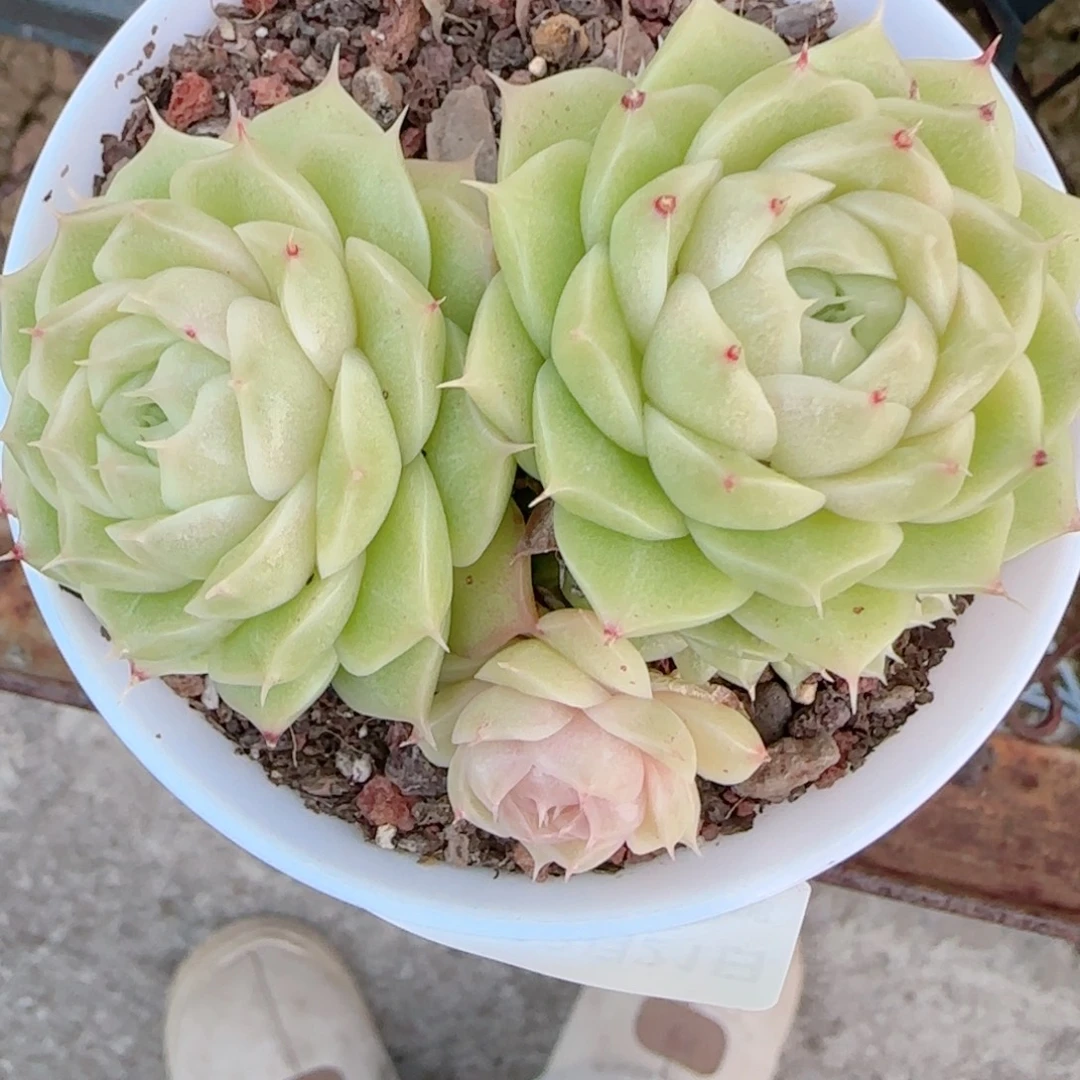 大***）花语多肉1221-365散