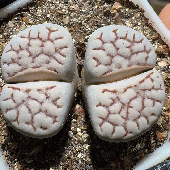 生石花111122222。   281