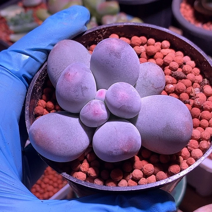 米可奶酪多肉植物