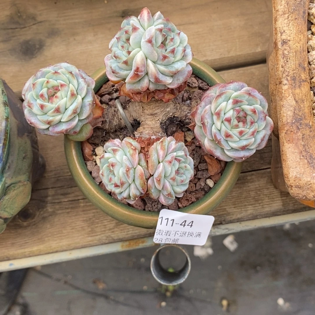 拇***王44号多肉小可爱一个