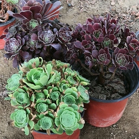 3玫瑰玫瑰玫瑰玫瑰