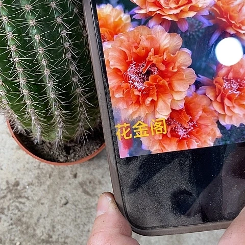 金阁仙人球，wtyioop